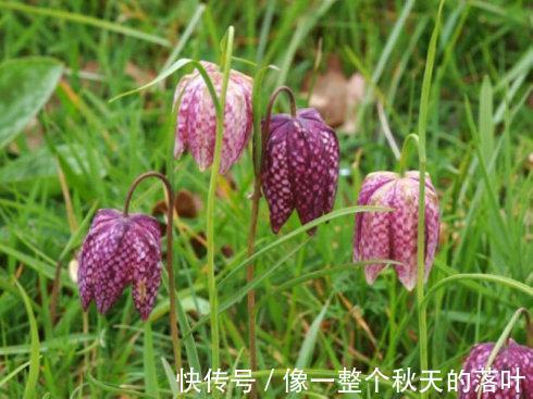 本草述|女性坚持吃此“止咳花”，防乳癌治疗感冒，缓解咳嗽，远离妇科病