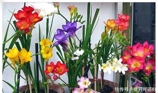 都是“兰花”,这9种便宜又好养,还能开花,比兰花好养10倍