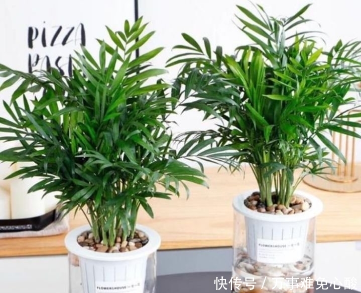 此花超漂亮,沾土就活,家里养一盆,招财又纳福!