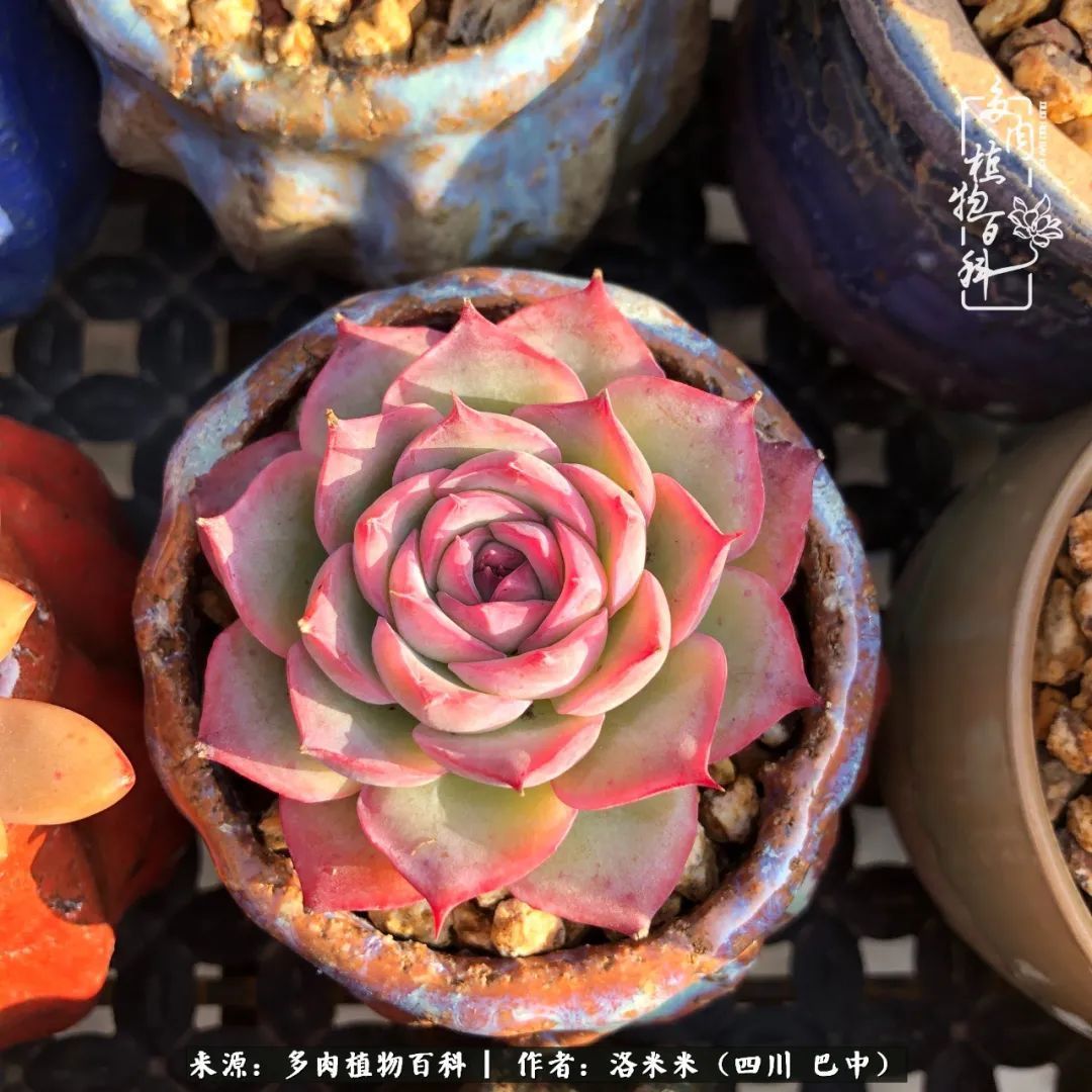 时间是多肉最好的滤镜！附个人养护经验！