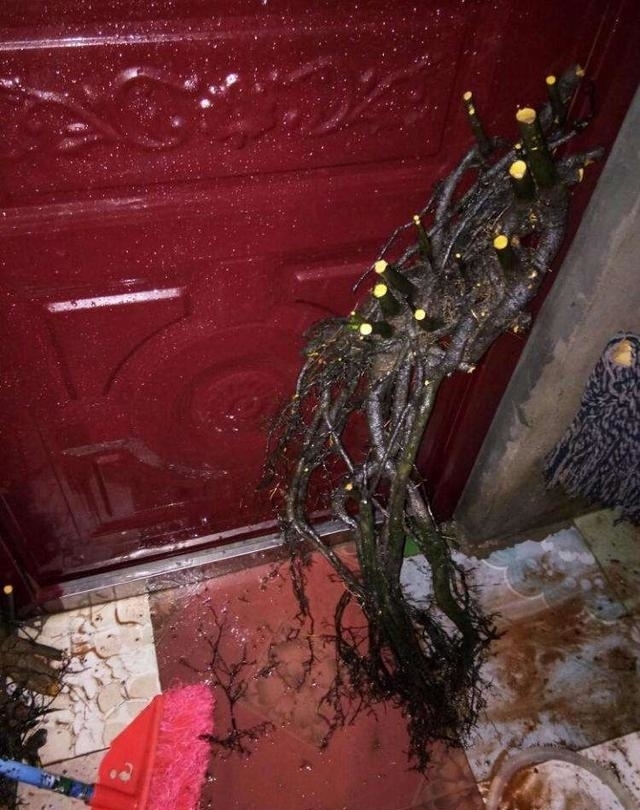 不要在养马齿苋树、玉树了,这种植物山上挖一棵,养成老桩巨值钱