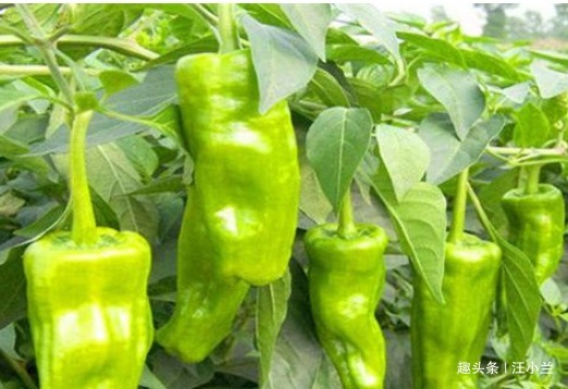 维生素c|女性要排毒,离不开4种食物,滋阴降火,能够养颜,滋养女性子宫