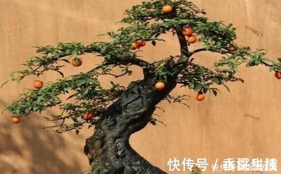 此种花养成老桩可卖高价，不用花钱买，只需一点果肉，就能存活！