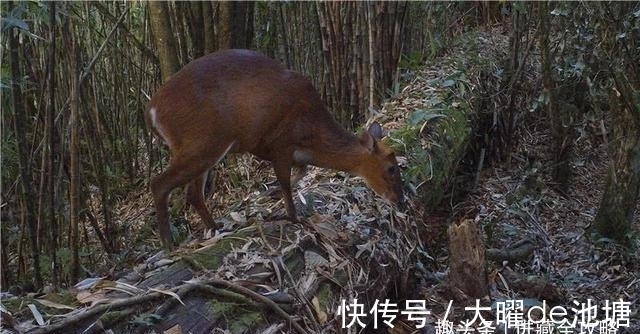 云猫|穿过蚂蟥林，墨脱徒步新增一大挑战，也许夜半有老虎来敲门