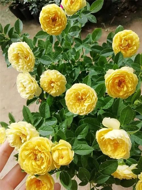 5种“微型月季”，最适合“阳台”盆栽，个小开花多，一开200天