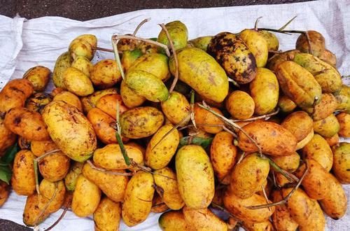  一天可摘上百斤，儿时当零食，如今15元一斤，现在吃正好别错过