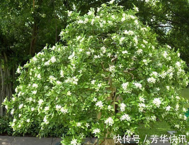 九里香|被称醋坛子的3种花，浇水时加点醋，花苞不断冒