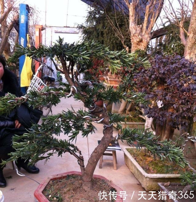 都说这种树很贵！其实剪根“枝条”，埋土里就能长，不用花钱买！