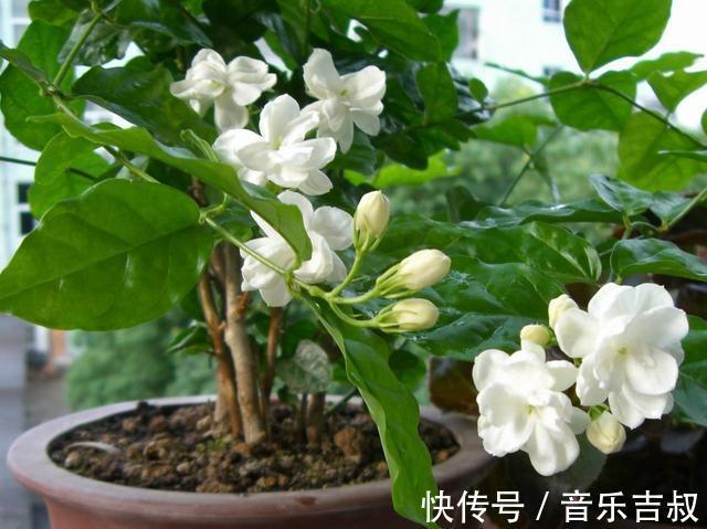 水培|这5种花,漂亮又好养,放卧室客厅都合适,还能净化空气,很实用