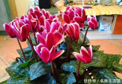 能长|仙客来花谢后就扔了?实在太可惜,处理一下明年还能长出满盆花!