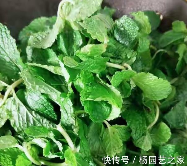 腥臭味|鸭子去腥别用姜,教你2招诀窍,鸭肉鲜香入味,好吃又无腥味
