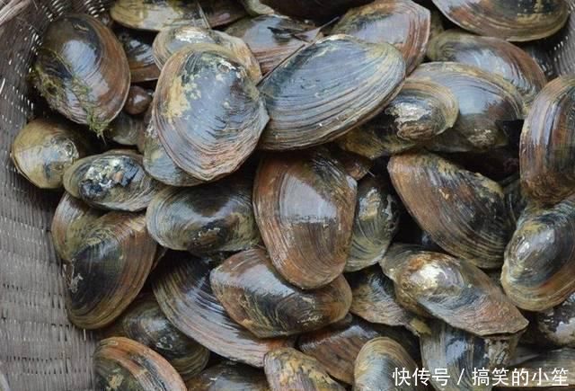 河鲜|4种在农村最抢手的河鲜，我敢打赌，90％的城里人没吃过