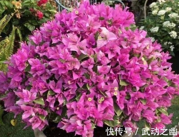 花朵|4种花，堪称花界“劳模”，越热花开越多，30天养成“小花园”!