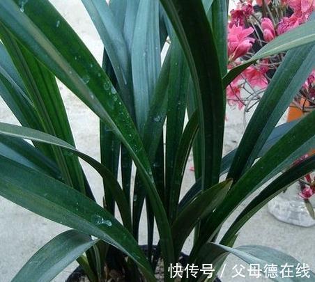 北方养兰花很困难,学会5点小妙招,叶翠绿长势好开花艳
