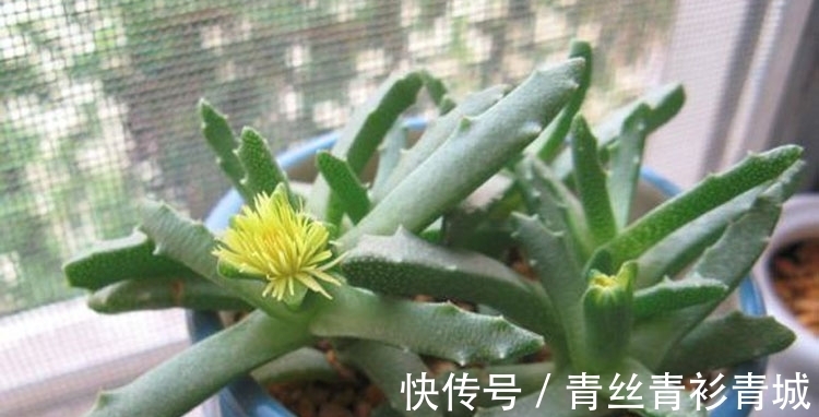 香味|带香味的多肉植物?非常少见,开花时却香气扑鼻!