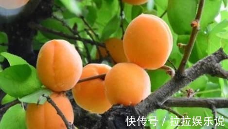 红心火龙果|孕妈吃水果益处多,但5种水果嘴巴再馋也要少碰,伤己又伤胎