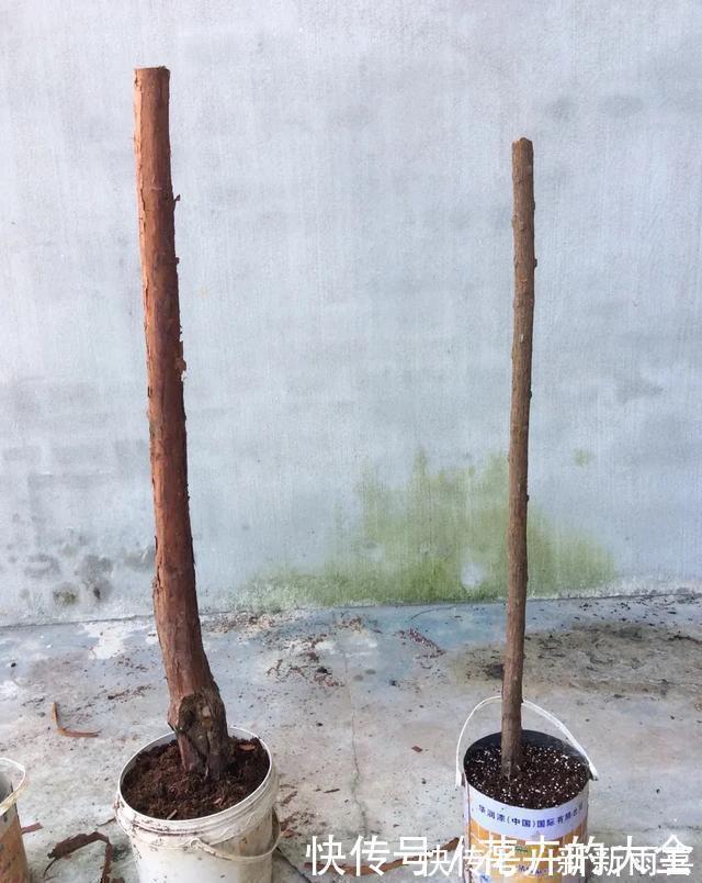 绣球|3种花养在小盆里,2年变老桩,茎干粗壮开花香,1次能开50朵