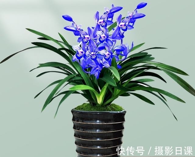 此兰只应“天上”有，人间哪得几回闻，花色罕见，让人百看不厌