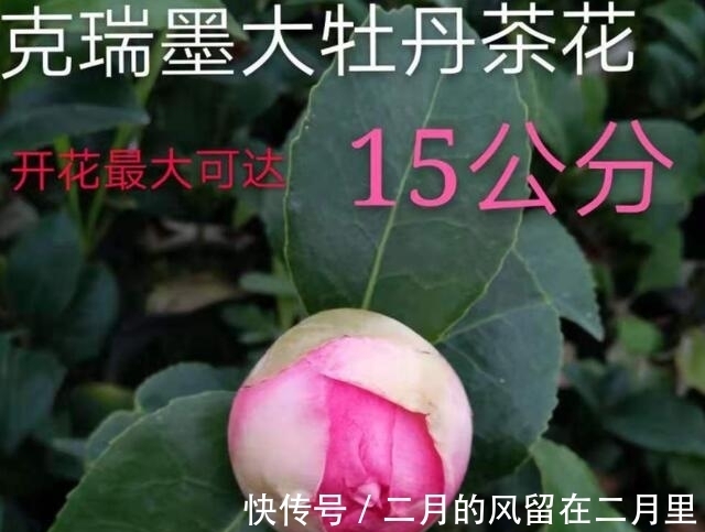 阳台上|闺蜜终于有了属于自己的家，送点什么最合适呢？这3种花最合适