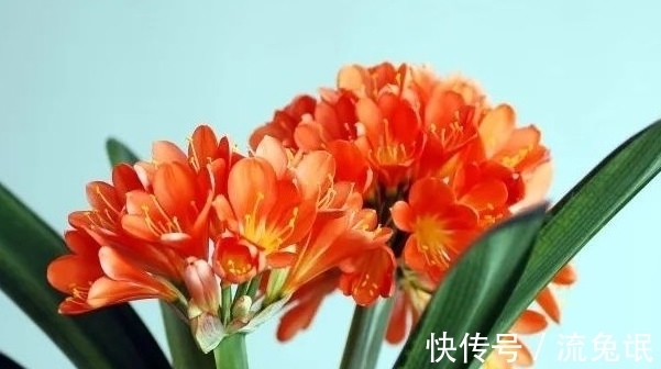 根系|如何判断君子兰需要换盆了,看准这些