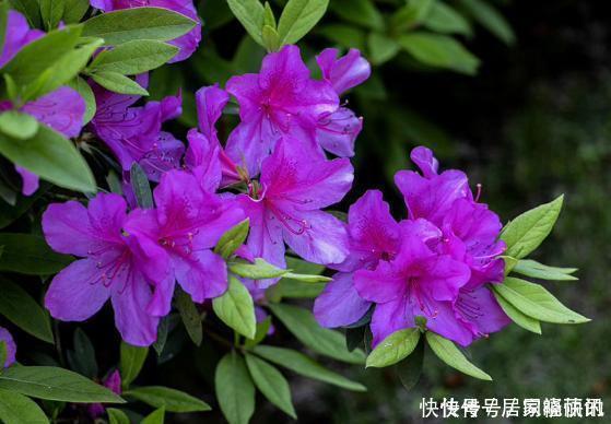 公认难养的2种花，养一棵死一棵，年年收空盆