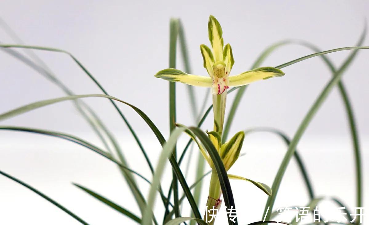 有经验的花友,都会按照4步走,总能挑出上品来,还养得超级棒