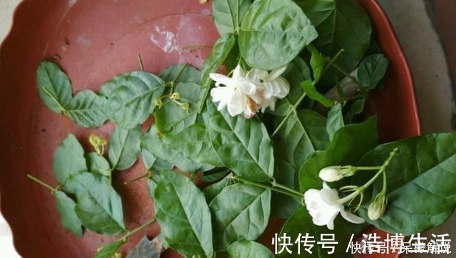 茉莉修剪后,新枝细弱是这3点没做好,改一改,茉莉复花又爆盆