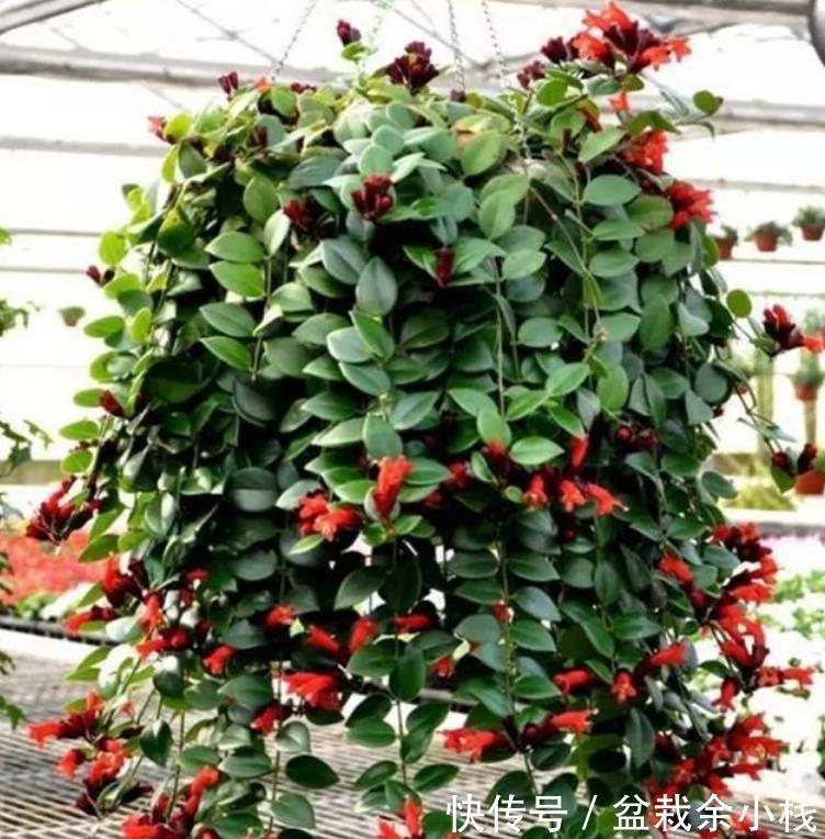 3种花便宜漂亮又好养,10元买两盆,优美高贵,养在家里上档次!