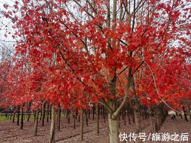 广场|秋天小众旅游地:看枫叶的好地方，人少景美