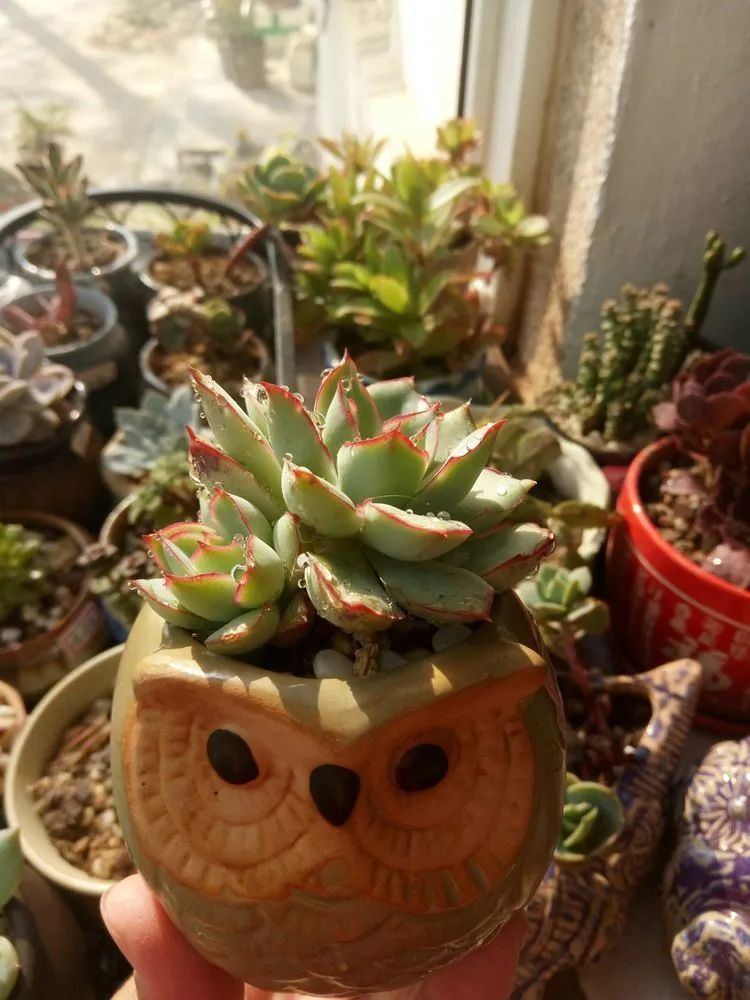 送瘟神,洒庭院,赏多肉,合家团聚话将来!