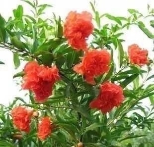 营养枝|此“花树”比绿萝好养10倍,见土就活、浇水疯长,花朵又红又大