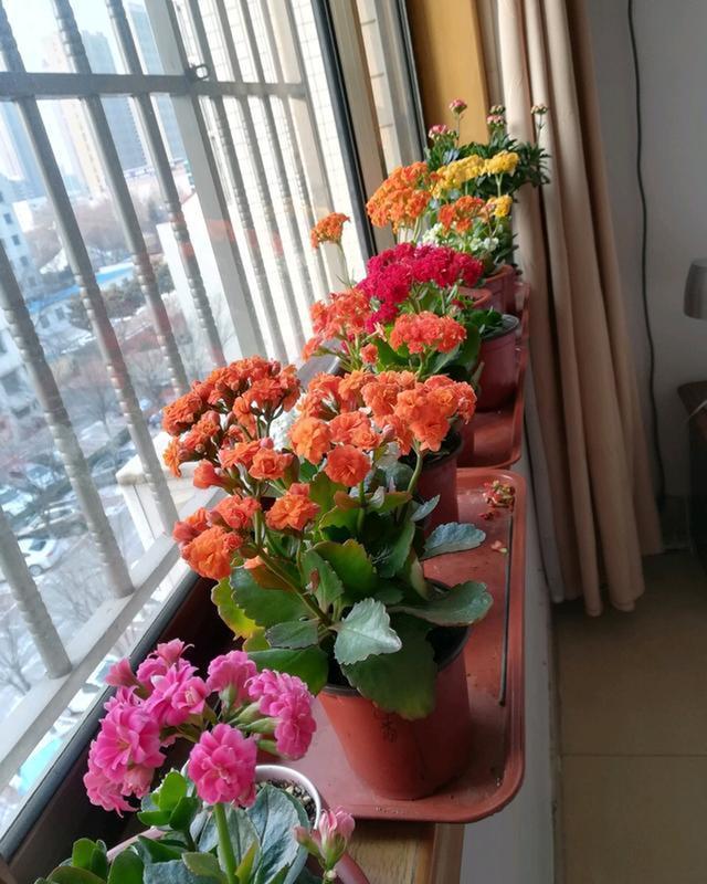 养长寿花，避开5个“坑”，开满大花头，阳台满花球