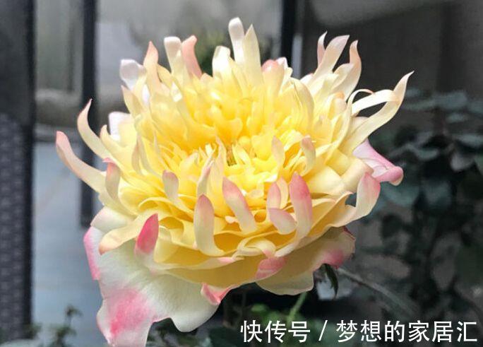 植物|农历7月15日开始，居家养这几款植物，花期特别长，花型奇特美丽