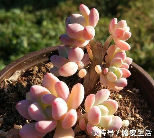 家里养多肉，给它喂勺神仙水，越长越旺盛，侧芽长不停！