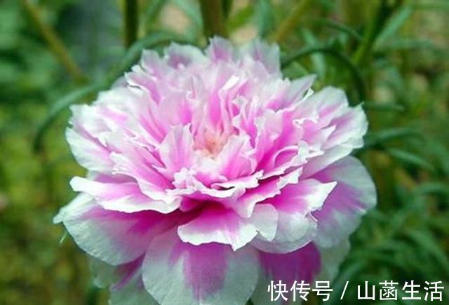 不死花|一种不死花，开花300天，枝条剁成段，复制一百盆