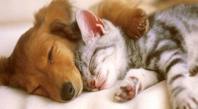 |搞笑动物夫妻睡姿,最后一张太像人类了,你们也太甜蜜了吧!