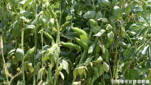 6种蔬菜聪明人从不碰，致癌性或比槟榔高，尤其第二种，切莫忽视