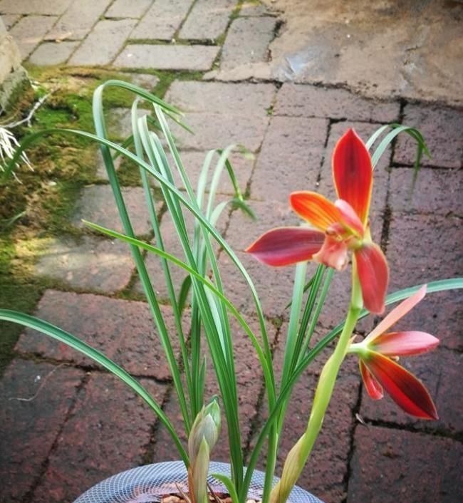 此兰是“国兰第一红”，花色艳丽，花开出架，养护简单，自带仙气