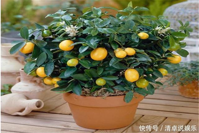这3种果树养成盆景,放在家里观花结果两不误,寓意极好都很喜欢