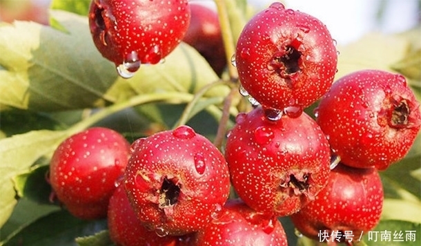 山楂“开胃消食”,鲜山楂和山楂干哪个营养高呢?很多人都不了解