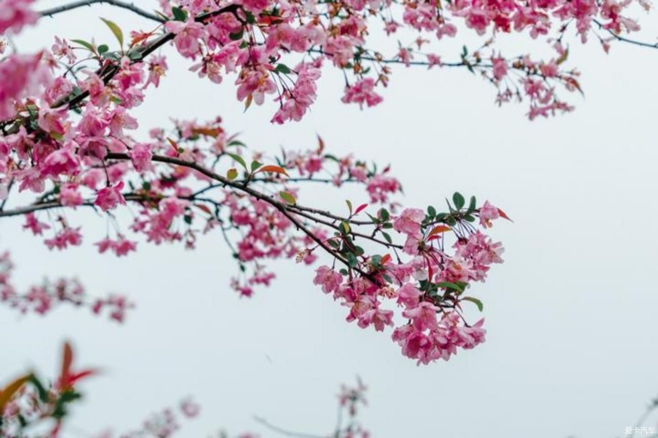 梨花一枝春带雨，梨兰相会总关情