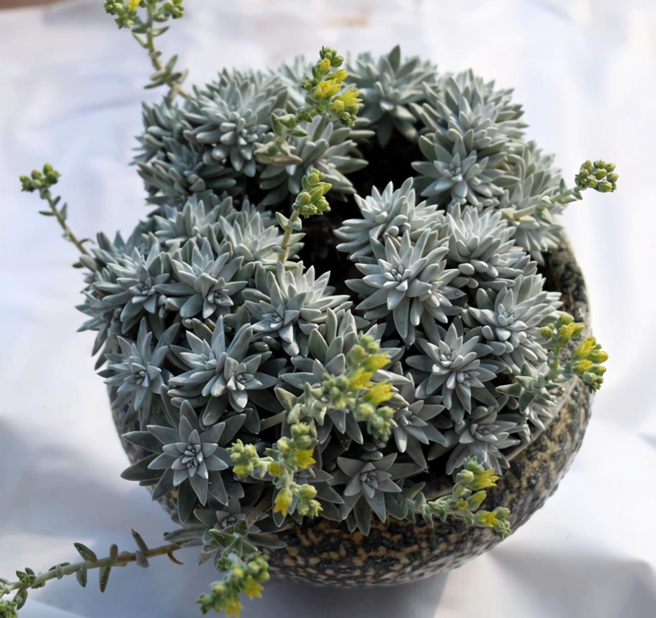 盆栽|多肉植物白菊了解一下,养护要点要知道,出状态