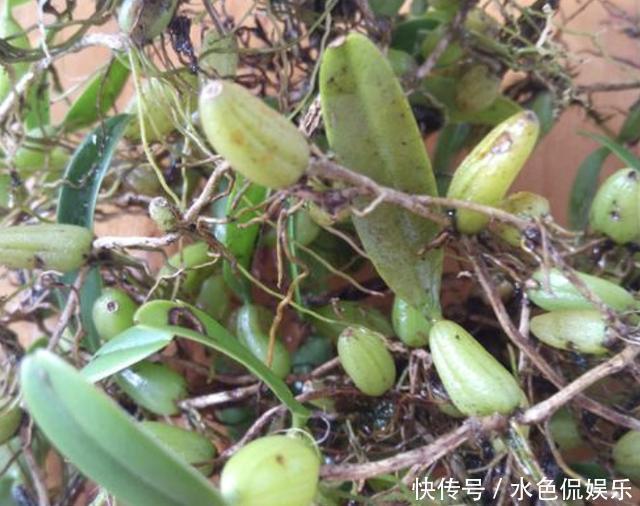 在农村的老树上,缠绕着“1种草”,人称“石橄榄”,如今珍贵