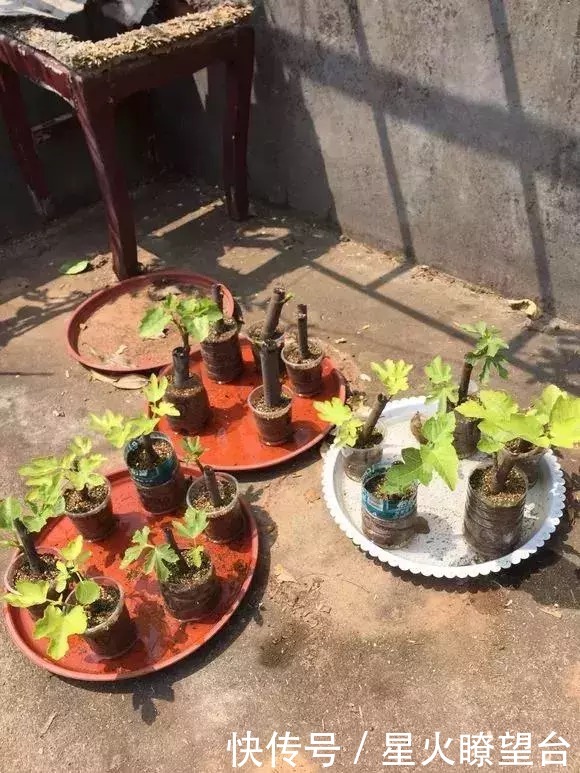 1根枝条插土里，10天生根，来年结果，一结一箩筐，吃不完！