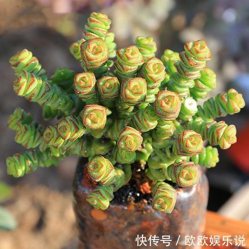 3种多肉植物,养在家里,旺财寓意好,值得拥有!