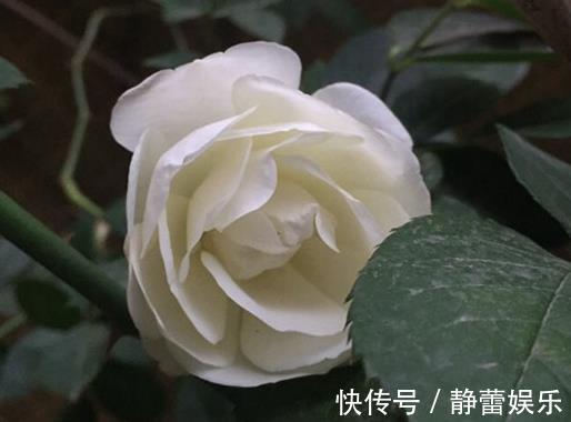 喜欢菊花,不如养盆“珍贵名菊”摩纳哥公爵,沉鱼落雁,闭月羞花
