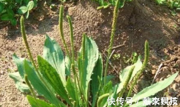 用车前草|坚持食用车前草,一个月以后,身体会有4大变化,可惜许多人不知