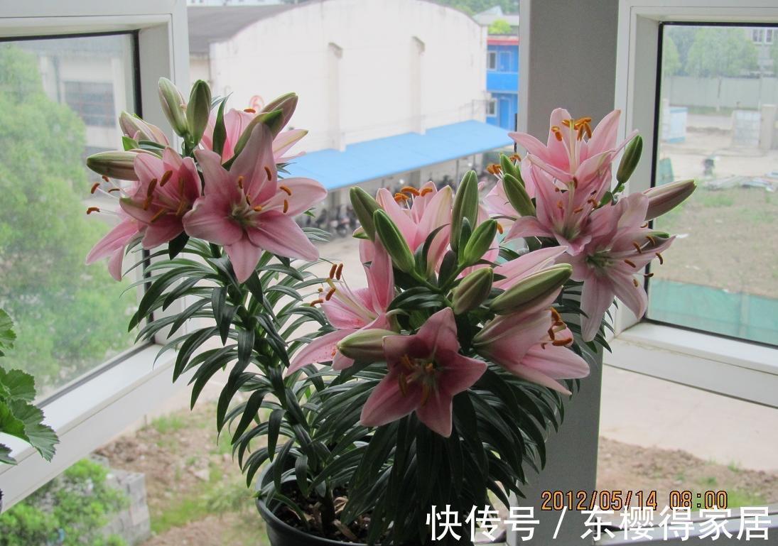 残花|百合花开完后这样“处理”,简单又方便,来年接着开花,更漂亮