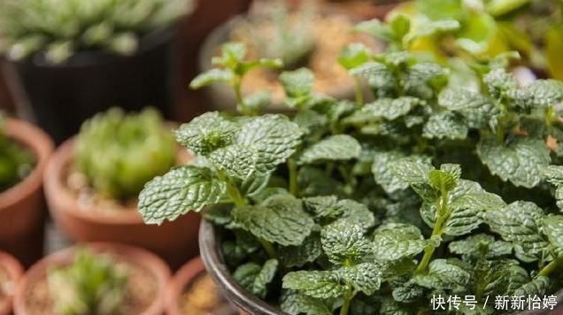 盆栽薄荷怎么养注意这“3点”,叶子绿油油,新叶蹭蹭长