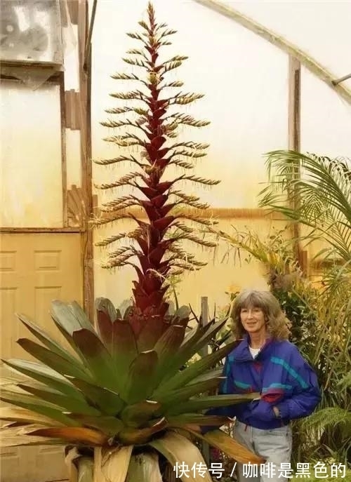 奇花|奇花、奇花、奇花、罕见奇花，赶快打开欣赏吧